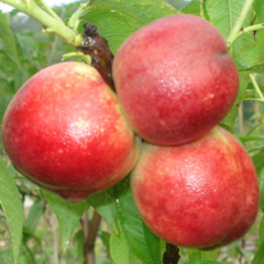 我们昌黎这供应大量油桃毛桃，品种全