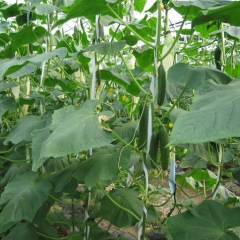 4月19日河南延津、滑县黄瓜价格行情