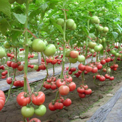 河北昌黎有大量粉红西红柿今天价格3元