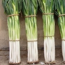 山东莘县万亩大葱低价待销