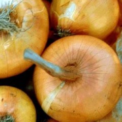 4月20日山东各地洋葱价格行情