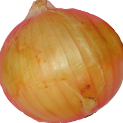 4月20日江苏丰县顺河洋葱价格行情