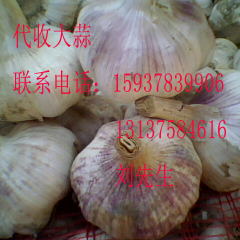 河南杞县代收鲜蒜，直接从农户手里收购