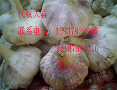 河南杞县代收鲜蒜，直接从农户手里收购