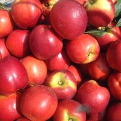 4月23日山东临沂，日照油桃价格行情