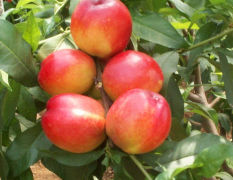 陕西多年的水果代办，油桃上市价格较高