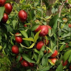 昌黎大棚油桃现在价格6元每斤左右，四月中旬上市