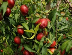 昌黎大棚油桃现在价格6元每斤左右，四月中旬上市