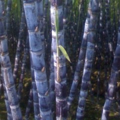 广西江南黑皮果蔗中上等货由于滞销价格便宜