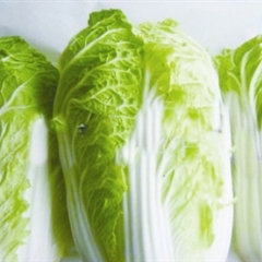 开封通许万亩蔬菜基地大白菜