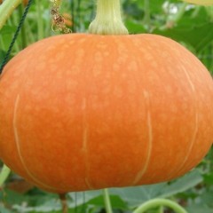 4月24日山东青州、莘县各类新鲜蔬菜价格行情