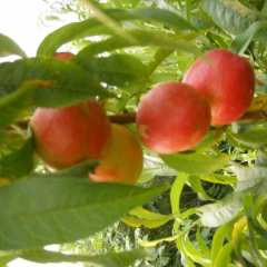 河南赤眉早熟优质油桃上市，提供代办