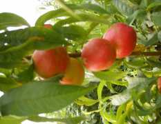 河南赤眉早熟优质油桃上市，提供代办