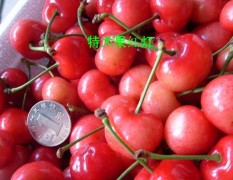 山东潍坊临朐大樱桃产地直销，价格50元每斤