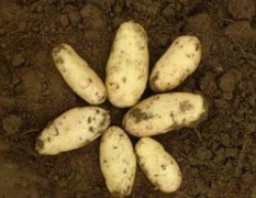 山东滕州荷兰土豆随着上市量的增加，价格下降