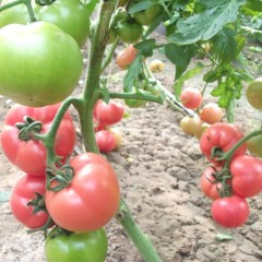 本人蔬菜收购代理多年西红柿，欢迎致电