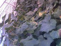 江苏省东台市现有大量（500亩）黑皮2号冬瓜