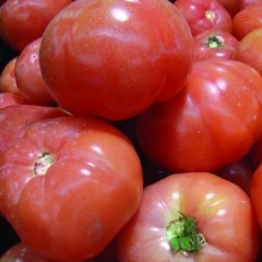 4月26河北昌黎/山东济阳西红柿价格行情