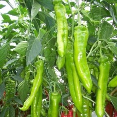 青州高温天气造成辣椒货量稍减，价格微升