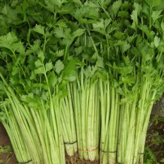 山东聊城沙镇今天西芹收购价1.3元每斤