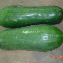 聊城大型的冬瓜种植基地，冬瓜即将上市