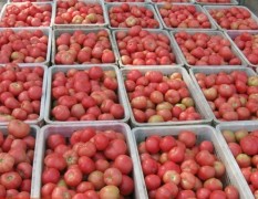 五一劳动节万亩粉红西红柿基地大量上市