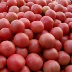 4月27日山东大白菜、黄瓜等蔬菜价格