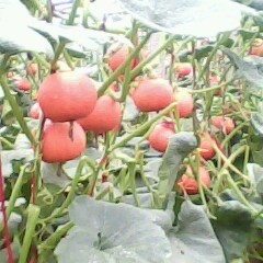 4月27日山东昌乐，广东雷州南瓜价格行情