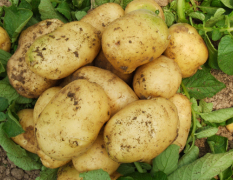 山东高密市新土豆价格在1.7-1.9每斤之间