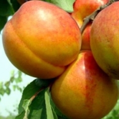 山东冠县优质水果基地大棚、露地油桃