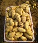 山东滕州早春大棚土豆价格1.4元每斤