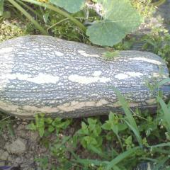 4月28日山东昌乐，广西坛洛南瓜价格