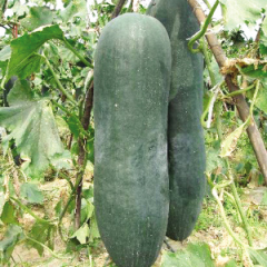 广西西乡塘冬瓜要掉价了9毛一斤