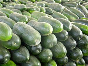 莘县现冬瓜以大量上市，不到2公斤