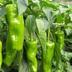 五一将近,青州辣椒等蔬菜的价格急剧下降