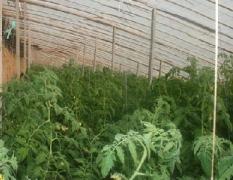 肥城55亩尖椒、60亩西红柿，5.20日左右上市