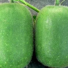 4月30日山东莘县，广西西乡塘冬瓜价格行情