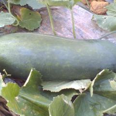 广西南宁坛洛镇黑皮冬瓜涨到0.95元/斤