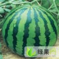 董杜庄镇娄庄瓜果市场，京欣、风光、双星等已上市