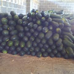 5月3日广西的黑皮冬瓜价格今天又涨了一毛