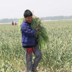 5月3日江苏大丰,丰县蒜苔价格行情