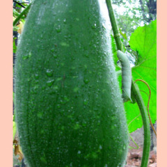 山东济南大量优质冬瓜等新鲜蔬菜