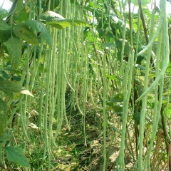 5月3日下午山东莘县冬瓜,西葫芦,豆角价格行情