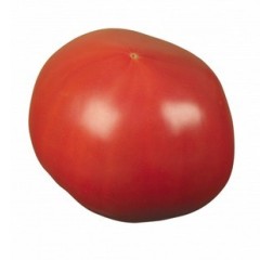 5月4日河南,山东西红柿价格下跌，货多客少