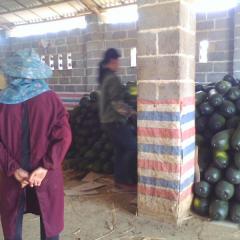 5月4日山东莘县，广西坛洛镇冬瓜价格行情