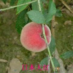 河南安阳大棚日本大红桃，油桃