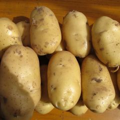 山东滕州荷兰十五土豆包地价1.2元每斤