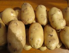 山东滕州荷兰十五土豆包地价1.2元每斤