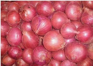 5月22日山东，河南，江苏洋葱价格行情