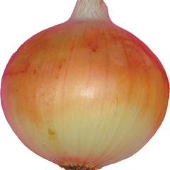 5月25日江苏，山东早熟洋葱价格行情